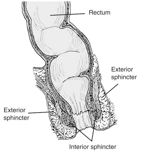 black male anus|Human anus .